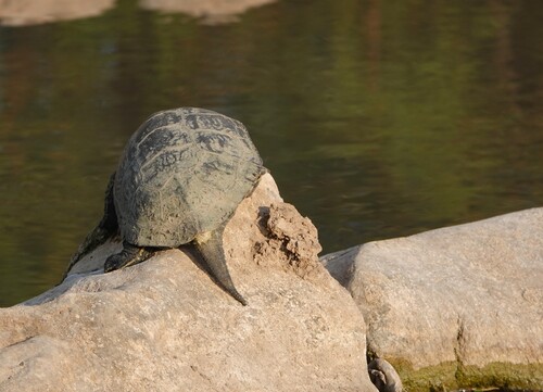 Caspian Turtle