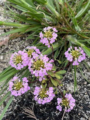 Levenhookia pulcherrima observed 2026-09-18
