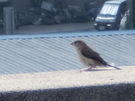 Indian Silverbill