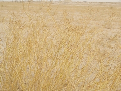 Haplophyllum tuberculatum