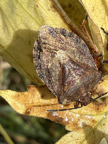 Carpocoris melanocerus