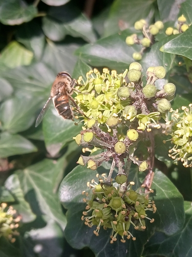 Common Drone Fly