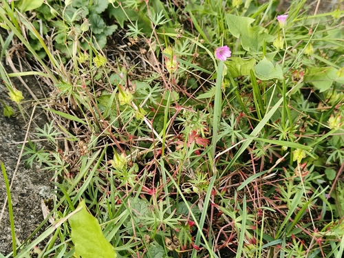 Long-stalked Crane's-bill