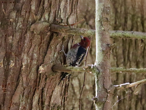Red-breasted Sapsucker