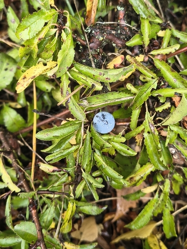 Blackthorn