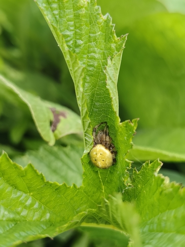 Four-spot Orbweaver