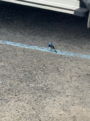Superb Fairywren