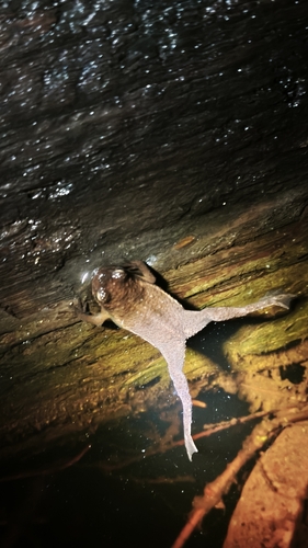 Pseudobufo subasper observed 2026-09-09