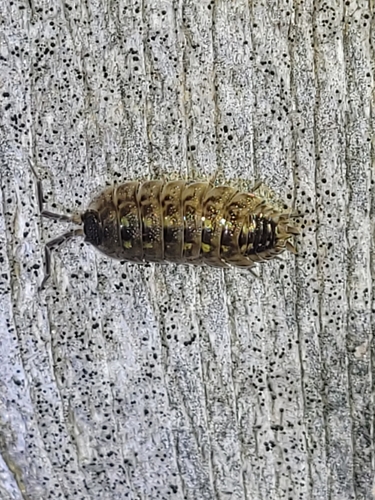 Brickwork Woodlouse