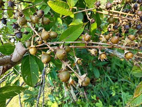 Giant Crepe-myrtle