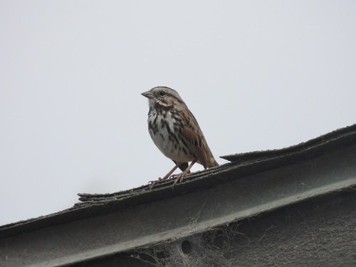 iNaturalist observation photo of Song Sparrow