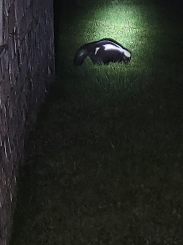 Striped Skunk