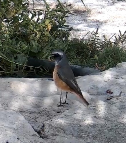 Common Redstart