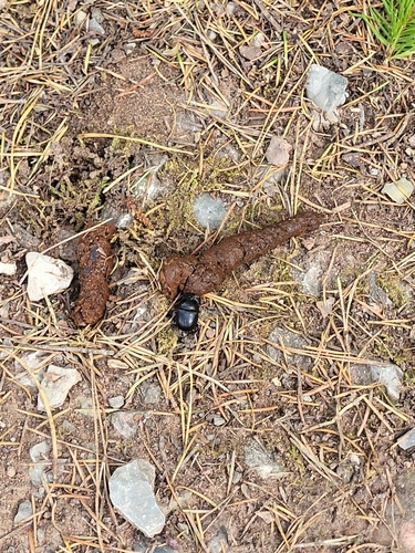 Woodland Dor Beetle
