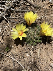 Mammillaria sphaerica
