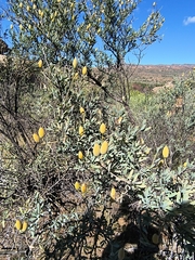 Montinia caryophyllacea