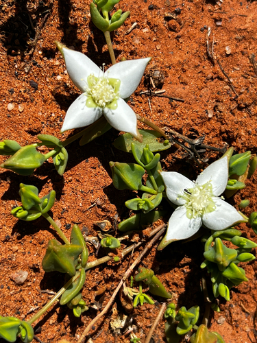 Gunniopsis rodwayi, 2026-09-18