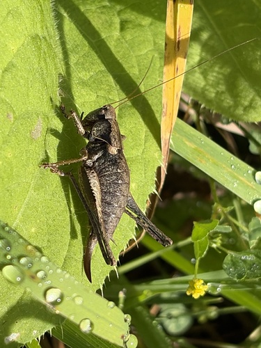 Dark Bush-cricket