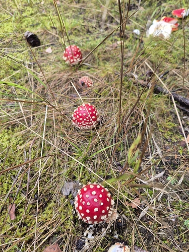 Fly Agaric