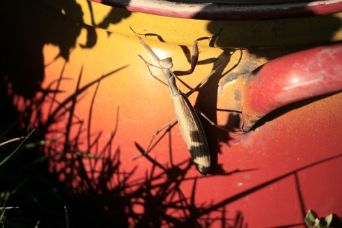 European Mantis