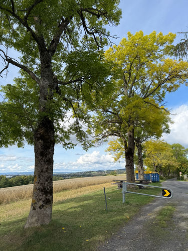 European ash