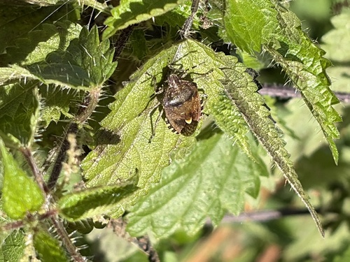 Sloe Bug