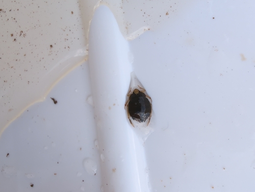 Aphelocheirus, 2026-09-18
