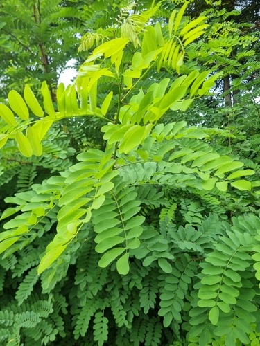 black locust