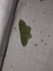 Thalera pistasciaria