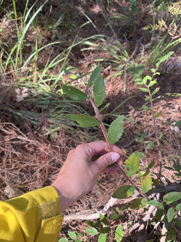 Ulmus alata