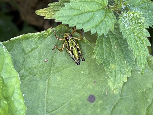 Carinthian Mountain Grasshopper