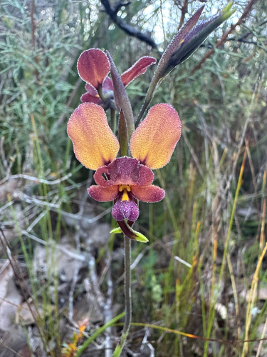 Purple Pansy Orchid