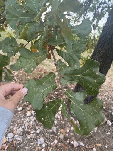 Quercus marilandica, photograph 6