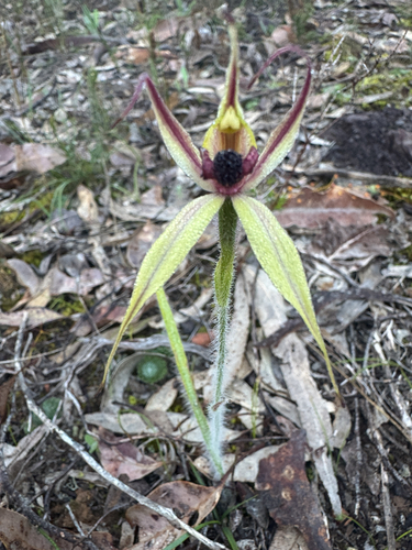 Leaping Spider Orchid
