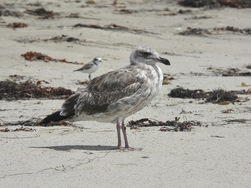 iNaturalist observation photo of Western Gull