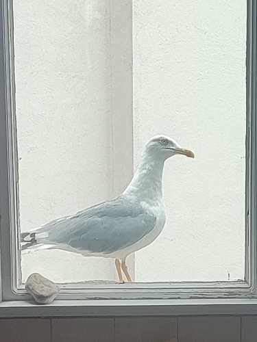 Yellow-legged Gull