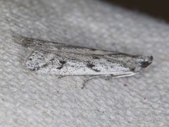 Phycitodes mucidella