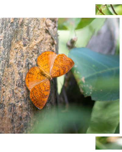 Common Castor Butterfly