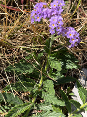 Heliotropium amplexicaule, photograph (c) smathichong, some rights reserved (CC BY)
