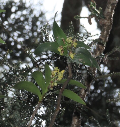 Dendrobium gracilicaule, photograph 1