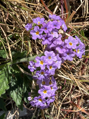Heliotropium amplexicaule