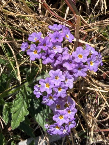 Heliotropium amplexicaule, photograph 2