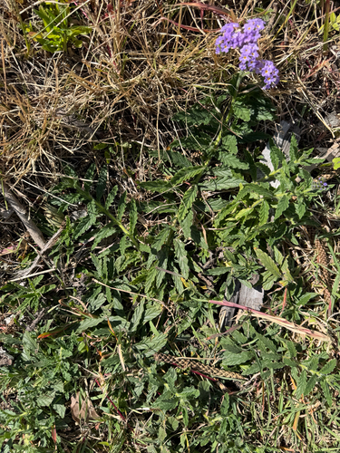 Heliotropium amplexicaule, photograph 4