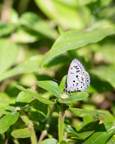 Common Hedge Blue