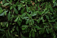 (c) Greg Tasney, some rights reserved (CC BY-SA) Psychotria daphnoides, photograph (c) Greg Tasney, some rights reserved (CC BY-SA)