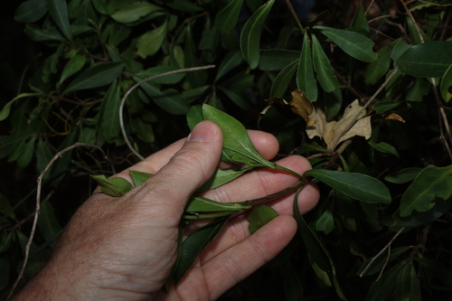 Psychotria daphnoides, photograph 3