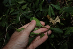 (c) Greg Tasney, some rights reserved (CC BY-SA) Psychotria daphnoides, photograph (c) Greg Tasney, some rights reserved (CC BY-SA)