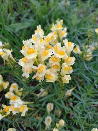 common toadflax