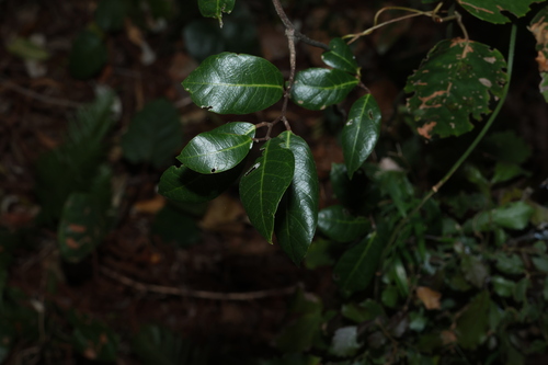 Malaisia scandens, photograph 2