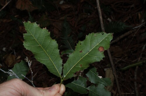 Elattostachys xylocarpa, photograph 1
